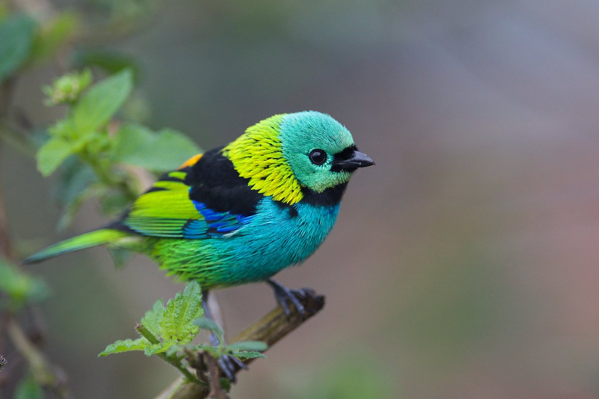 Rosalyn Price-Waldman (@rosalyn_pw) on Twitter photo New in <a href="/ScienceAdvances/">Science Advances</a>! We take a look beneath the surface of colorful plumage in songbirds and find a surprising twist: Concealed beneath their vibrant feather tips, many colorful songbirds have a striking hidden layer of white or black plumage. science.org/doi/10.1126/sc… New in <a href="/ScienceAdvances/">Science Advances</a>! We take a look beneath the surface of colorful plumage in songbirds and find a surprising twist: Concealed beneath their vibrant feather tips, many colorful songbirds have a striking hidden layer of white or black plumage. science.org/doi/10.1126/sc…