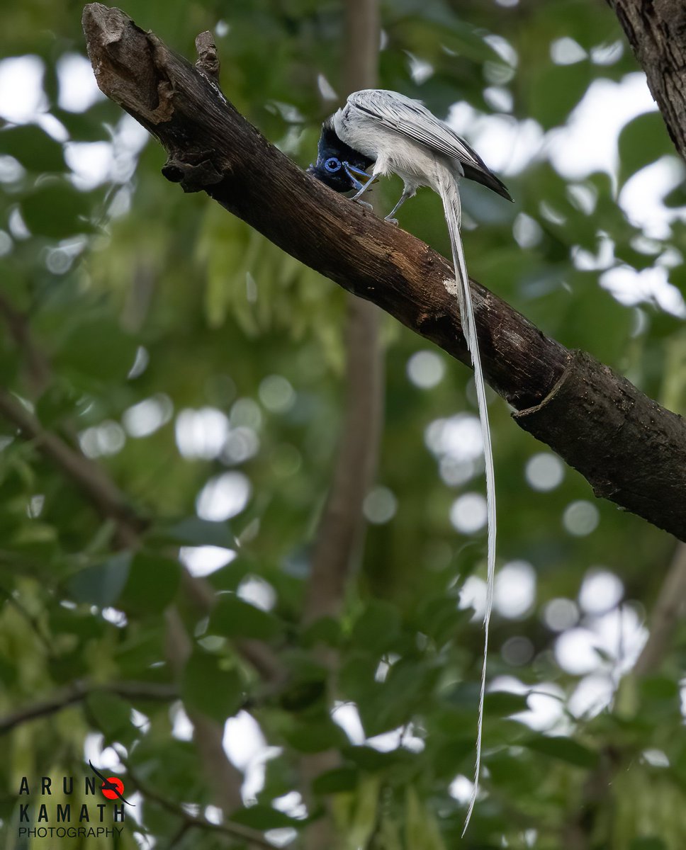 incognito9's tweet image. The Indian Paradise Flycatcher male giving an unusual pose.. trying shirshasan may be.
#IndiAves #ThePhotoHour #BBCWildlifePOTD #natgeoindia #birding #Canon #BirdsOfTwitter