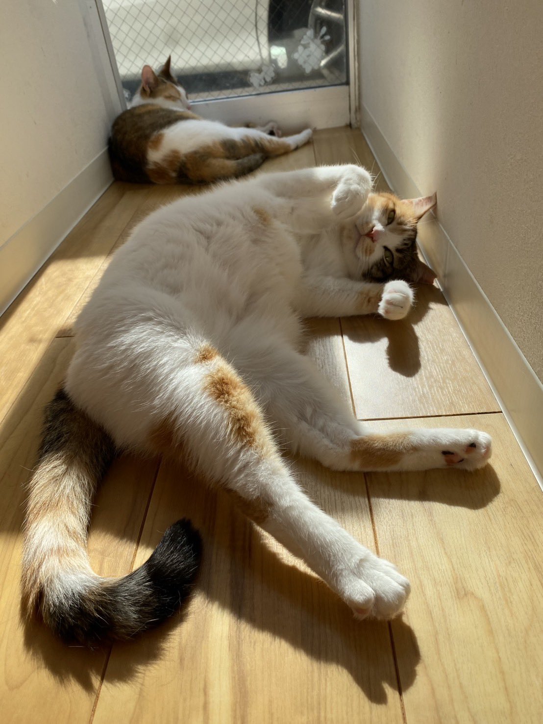 就労継続支援B型事業所保護猫カフェcolors on X: 