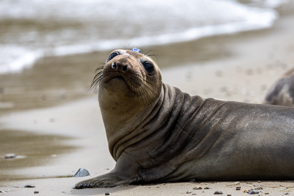 TMMC's tweet image. From gathering crucial conservation data to protect whales π to training emerging animal health and welfare professionals from around the world πΊοΈ our latest Impact Report showcases how your support makes a difference π Explore the full report at bit.ly/4l1zUtb.