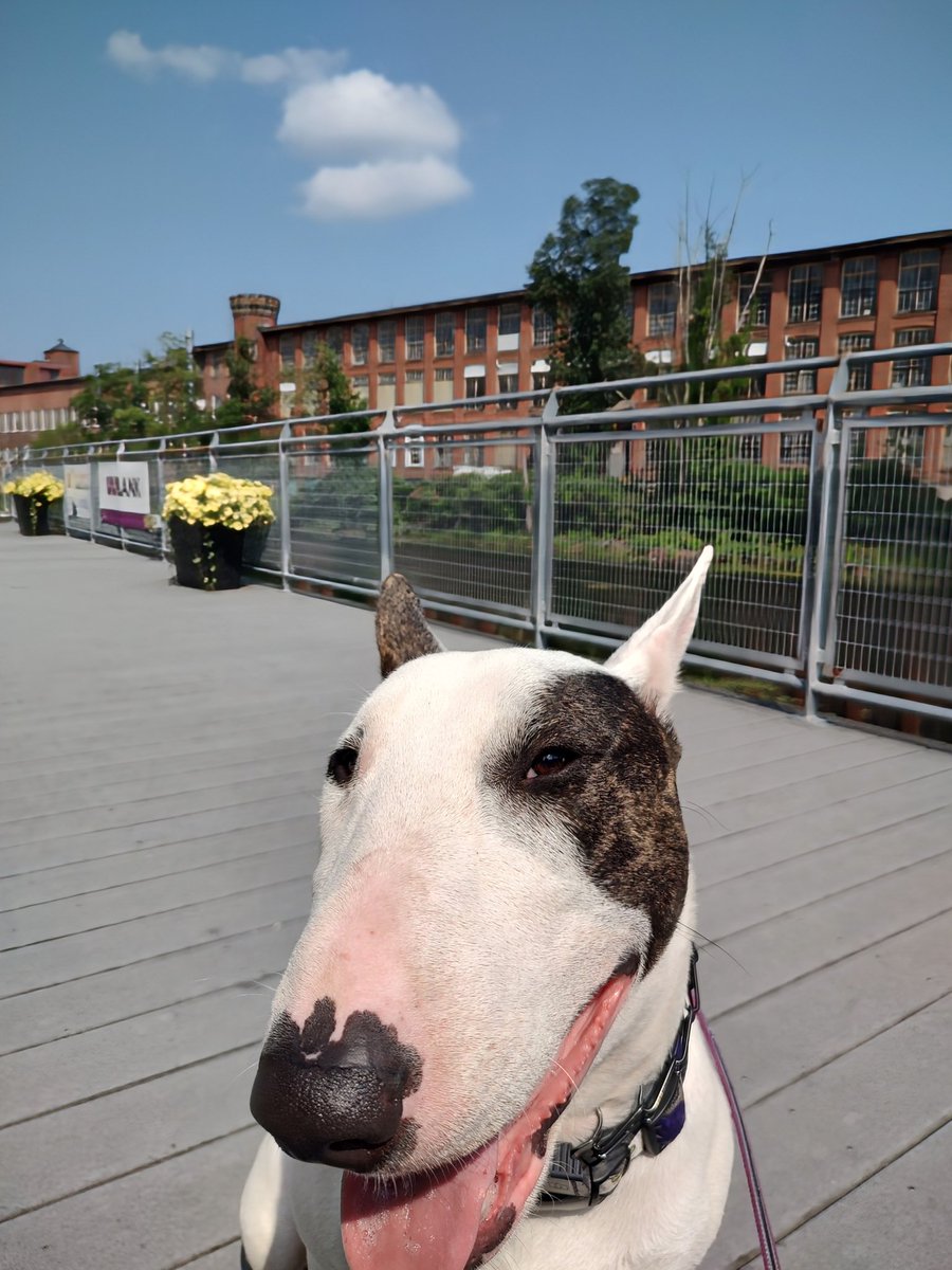 rexthetvterrier's tweet image. Today on #SpikesSpots is the last (and largest) of the Machine Works building. It operated from 1835-1972 and now is divided up into different industrial & commercial spaces and still used.
#Spike #PuppyLove #Dogs #Wednesdayvibe
