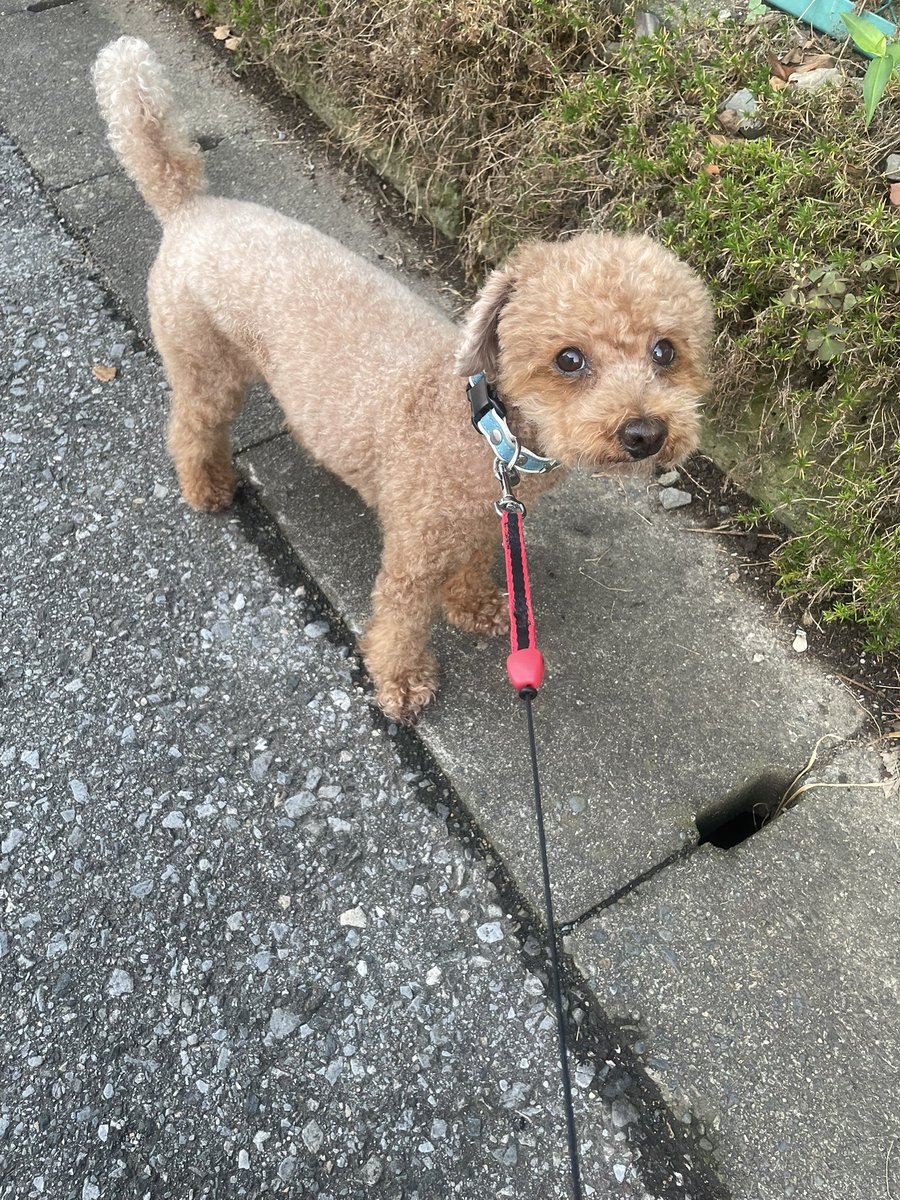 おはようございます☀️

敏感ペットボトル出してココ散歩

色んな事があると何から手をつけて行けば良いのか？
と、分からず頭を悩ませてしまいます

なるようにしかならないかなぁ…
と、気楽に考えるようにします

ココは嬉しそうにトコトコ歩いてます

今日もユルっと…☺️