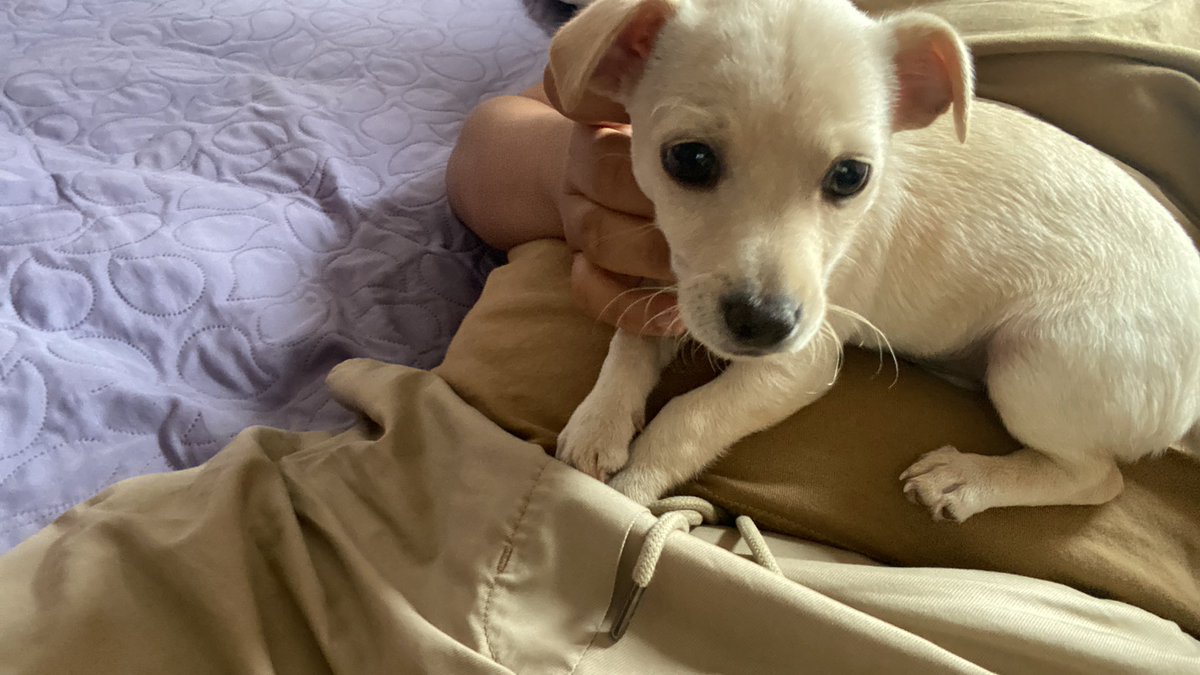 Meet Mazapán everyone :3