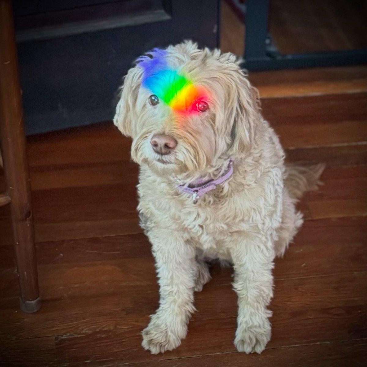 Eric Bear (we/us/ours) tweet media