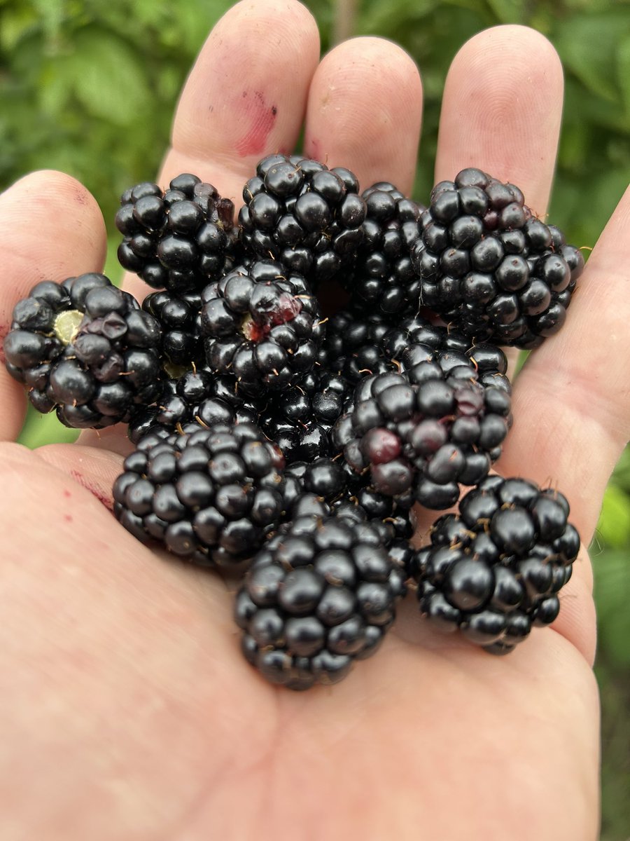 stewartwaine's tweet image. Blackberry “Coolaris Early” not sure I’ve picture this one before
