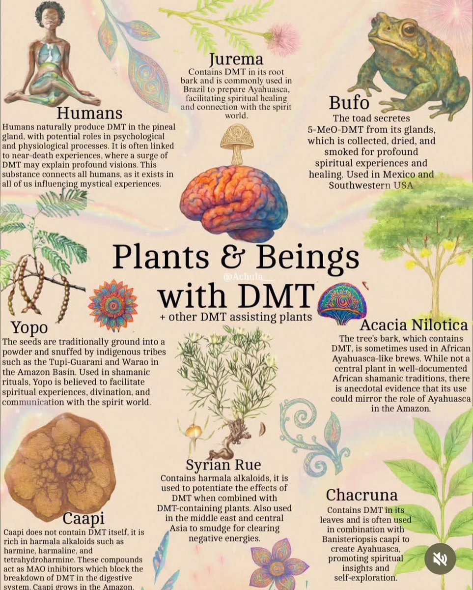 DecrimNat's tweet image. Naturally occurring DMT