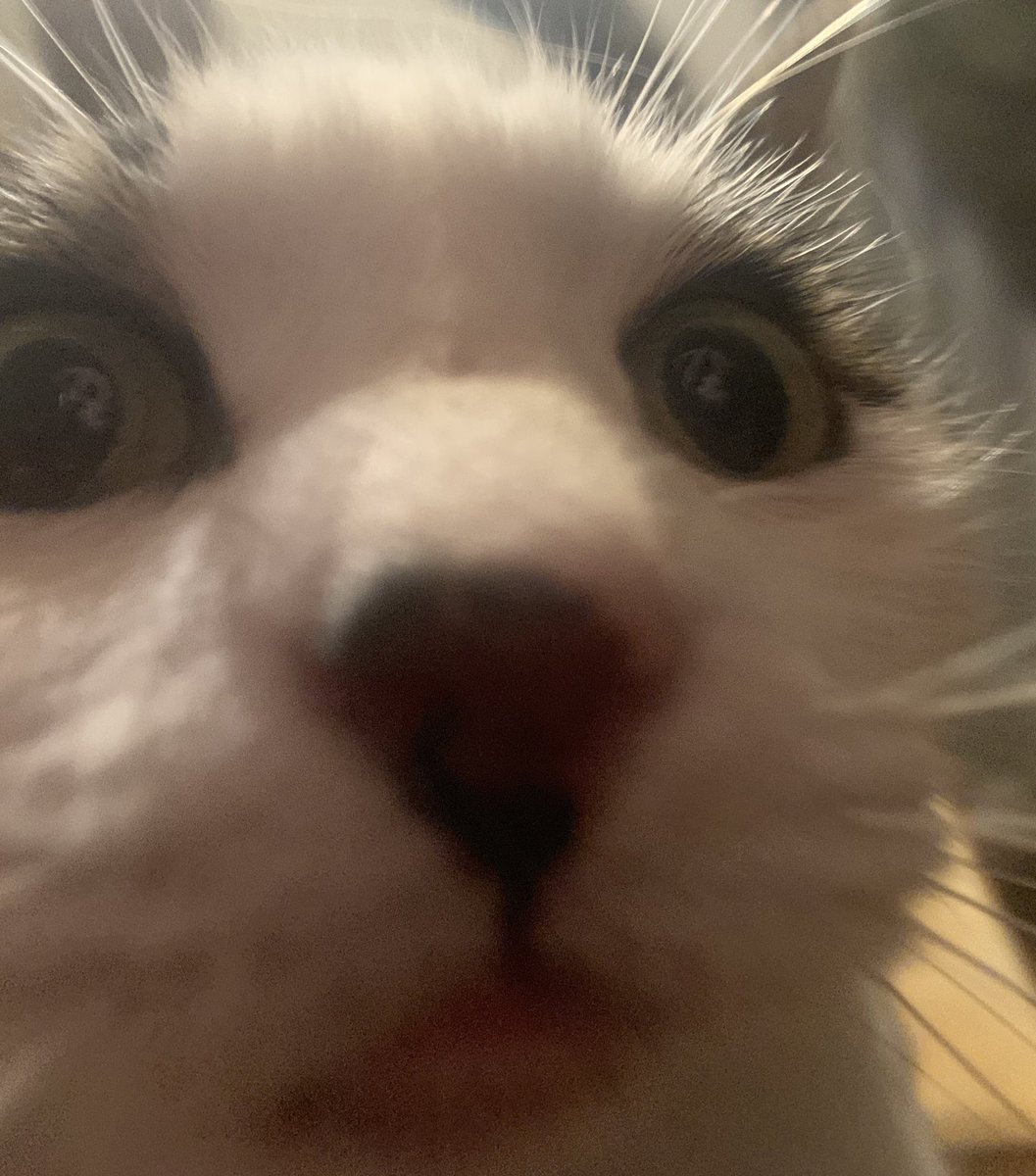 TheCatNamedMags's tweet image. There are 12 nuclear bombs up my ass