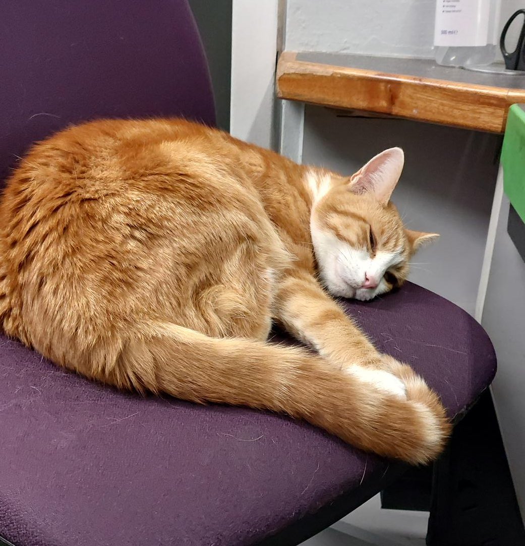 Night night sweet dreamies 

Even at your lowest, you have the right to begin again. 

Today doesn’t define your tomorrow.

 #cats #Cat #CatsOnTwitter #CatsOfTwitter