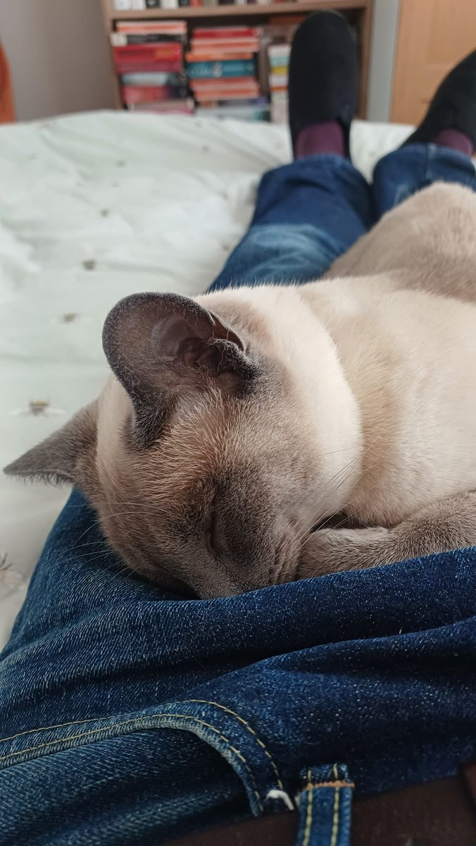 joanmcfadden's tweet photo. @ArtyBagger Could be the purrrrrrr… https://t.co/xoYbvywuHg