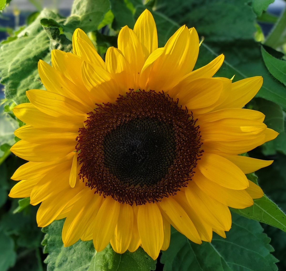 おはようございます
気温 22℃
今日の最高気温 36℃

今朝のお天気は晴れ🌞
日中も晴れの予報

今日の最高気温は36℃🌡️
ここ数日自宅で過ごす日が
多くエアコンはフル稼動

大暑も過ぎて秋に向かってる
はずなのに？

頑張っていきましょう👊
良い１日をお過ごしください☺
#アマチュア無線
#イマソラ