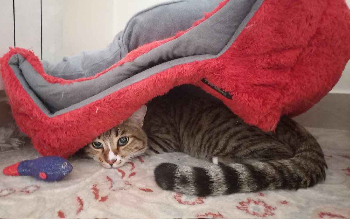 KittyGalore2021's tweet image. سوزنی 🤍 مود