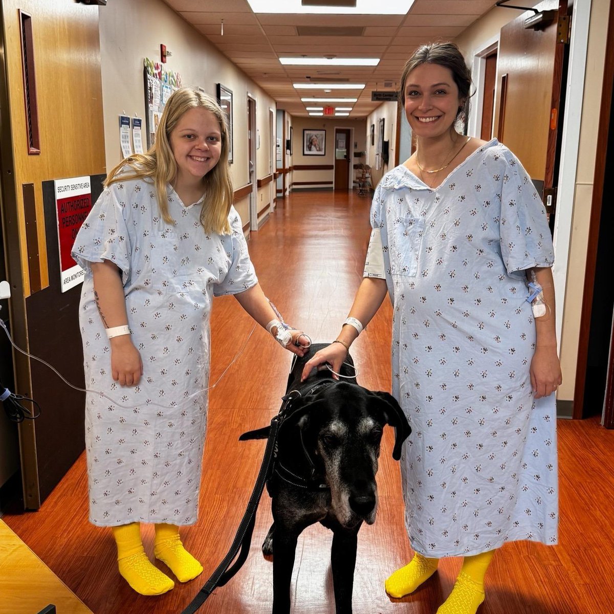 UNCHealthRex's tweet photo. Meet Ollie, a gentle giant and beloved Fur Friend at UNC Health Rex! 🐾💙

This sweet Great Dane recently brought smiles and comfort to Hailey and Jenna as they prepare to welcome their first babies.

#rex #rexrocks #furfriend https://t.co/WOGKRIlc2g