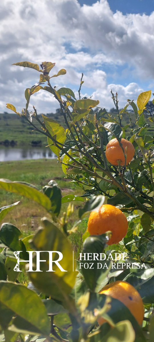 HerdadeFozdaRep's tweet image. Enjoy the Luxury Experience
HerdadeFozDaRepresa.com
#Luxury #Alentejo