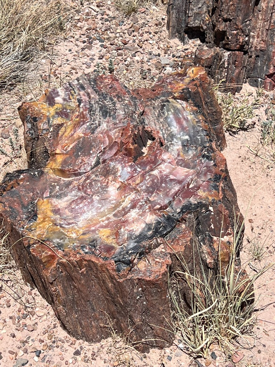 Petrified Forest National Park 🪵🪵🪨🪨
SedonaからMichiganへ戻る途中に夫の希望で今まで聞いた事が無かった🤔Arizona州の化石の森国立公園へ
砂漠のような何も無い広大な土地に化石になった木が
無造作にゴロゴロ転がってる不思議な世界😳せっかく来たけど35℃超えの暑さで🥵写真撮って直ぐ退散！