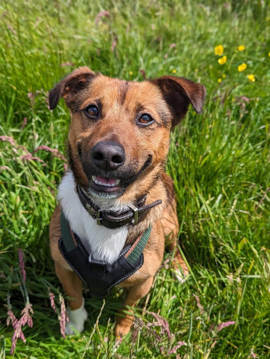 #forgottensoulshour
Ziggy 3 yr 6 month old Terrier, he's a friendly needy 
boy who needs a couple/single owner who can give 
him a lot of exercise, no children/pets, he does have 
some issues which need addressing, more info/adopt 
him from <a href="/BleakholtUK/">Bleakholt Official</a>
