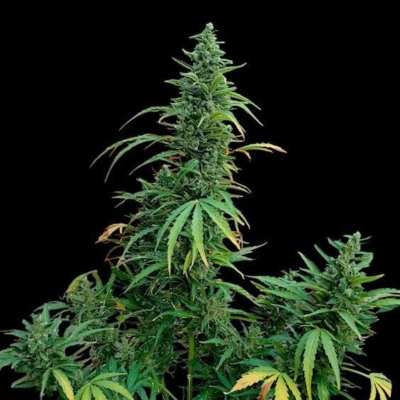 Kannabia Seeds Int (@intkannabia) on Twitter photo RUNTZ AUTO by #KannabiaSeeds 🌱 <a href="/KannabiaSeeds/">Kannabia Seeds</a> <a href="/Kannabia_Samen/">Kannabia_Samen</a>
📷 Thanks to @420deepgrow (IG) 🙏💯💚
kannabia.com/en/autofloweri…
Now with a -50% of #discount 🛒‼️♀️🥳
#cannabisculture #420friendly RUNTZ AUTO by #KannabiaSeeds 🌱 <a href="/KannabiaSeeds/">Kannabia Seeds</a> <a href="/Kannabia_Samen/">Kannabia_Samen</a>
📷 Thanks to @420deepgrow (IG) 🙏💯💚
kannabia.com/en/autofloweri…
Now with a -50% of #discount 🛒‼️♀️🥳
#cannabisculture #420friendly