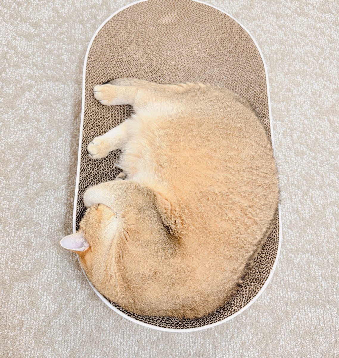 _φ(･_･_φ(･_･_φ(･_･_φ(･_･_φ(･_･_φ(･_･_φ(･_･