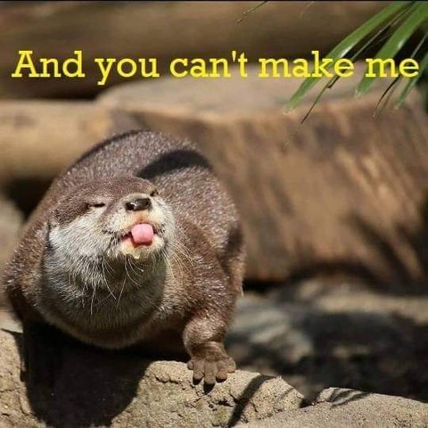 In_Otter_News2's tweet image. Steve is refusing to leave the pub beer garden again.