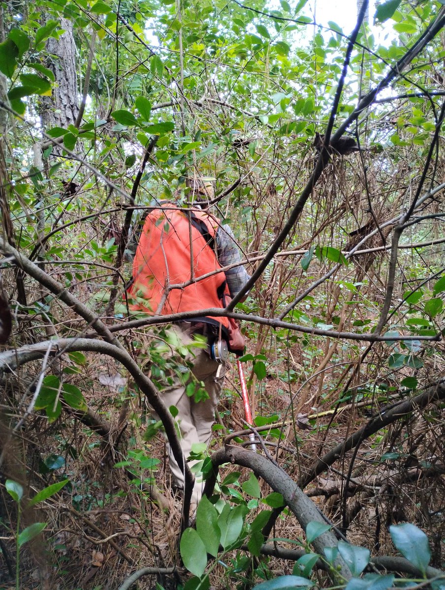 palmetto_fan41's tweet image. Cruising timber in the Deep South in late July is not pleasant