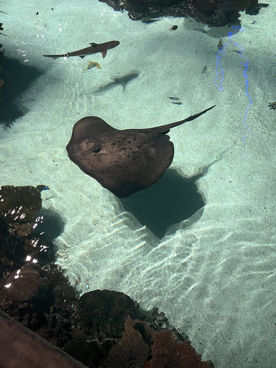 Dirty_Harambe's tweet image. Enjoyed the National Aquarium more than I imagined I would. Fish cool.