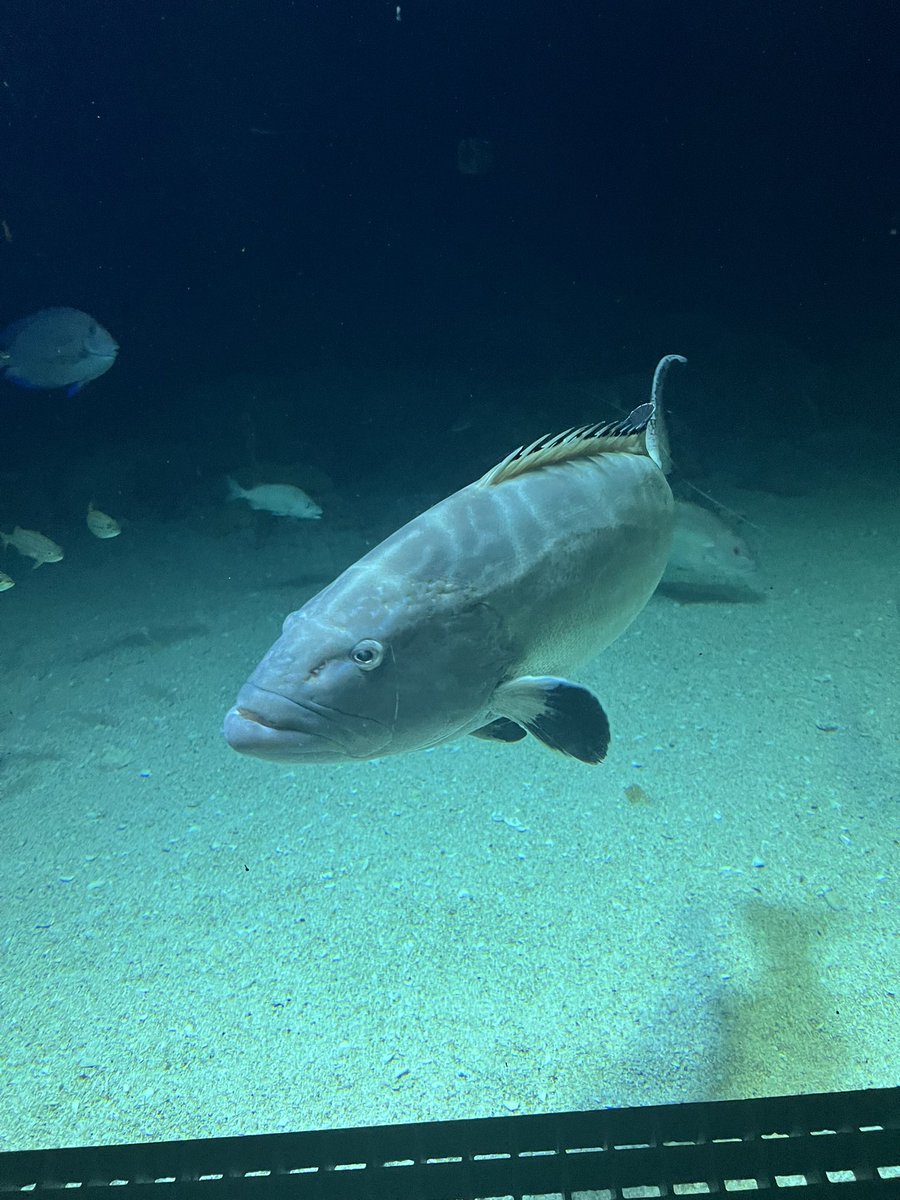 Dirty_Harambe's tweet image. Enjoyed the National Aquarium more than I imagined I would. Fish cool.