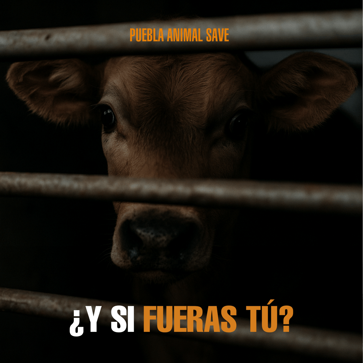 AnimalSavePUE's tweet photo. ¿Y si fueras tú? 🐮

Si te arrebataran a tu familia.
Si te encerraran en una jaula oscura.
Si te llevaran hacia un destino del que nadie vuelve.

Ellxs sienten miedo, dolor y deseo de vivir… igual que tú.
✊ Es hora de mirar de frente y elegir compasión. https://t.co/bykkdpYvn9