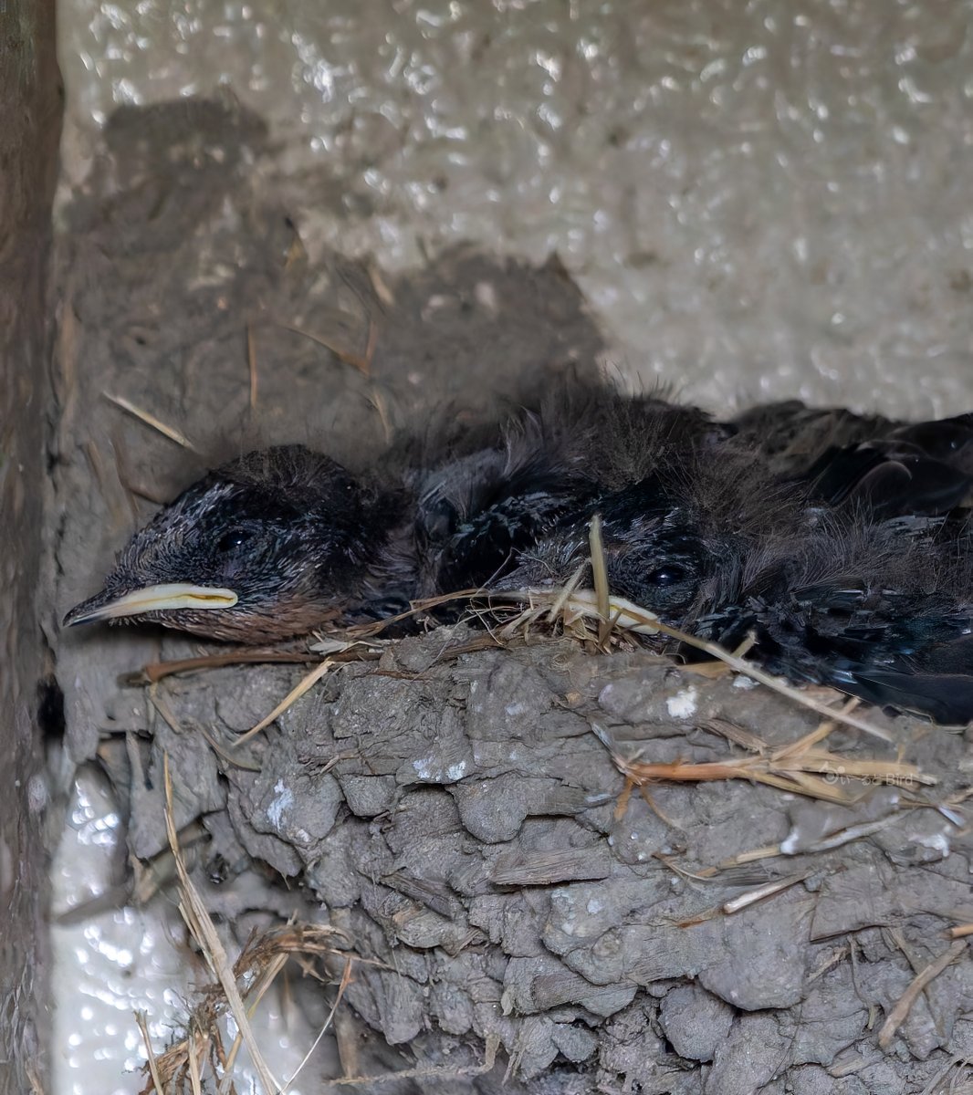 bird11596087's tweet image. おは #モフ曜日 でございます(●˙▿˙●)
暑いでちゅ~
暑さに強いツバメの子もグッタリ
孵化して10日から14日くらいかな
#イワツバメ #とりかわいいね
#これソニーで撮りました