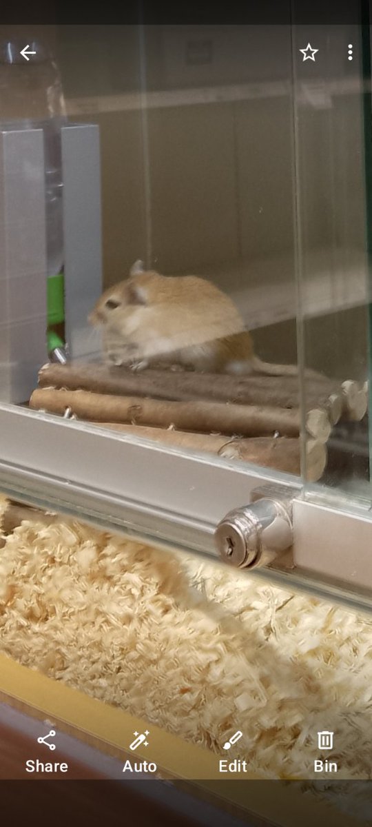 AndreaJackGoro's tweet image. Pick ,OZZY &amp;amp; his brother, up tomorrow from. #Petsathome 🥰