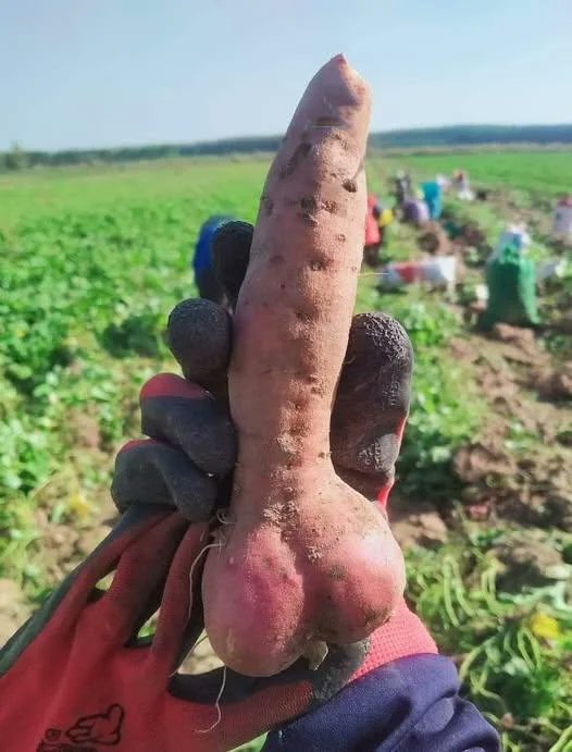 __Awesomest__'s tweet image. this sweet potato needs to calm TF down 😭