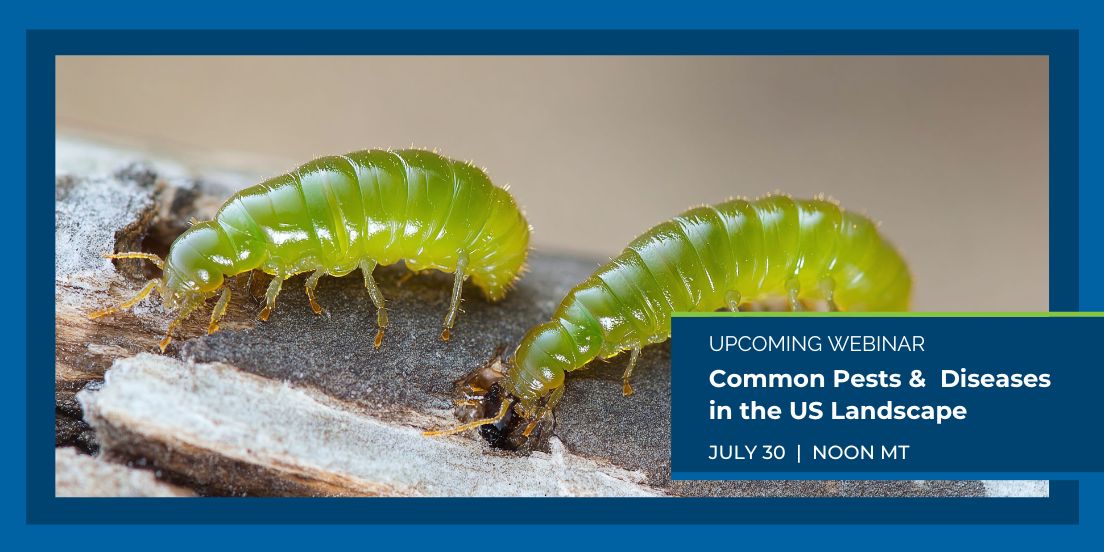 Common Pests and Diseases in the US Landscape

Trees provide innumerable amounts of benefits for people, wildlife, and society. However, trees in urban environments are often more susceptible to a range of plant-damaging pests and diseases.
: bit.ly/3CA8GFa