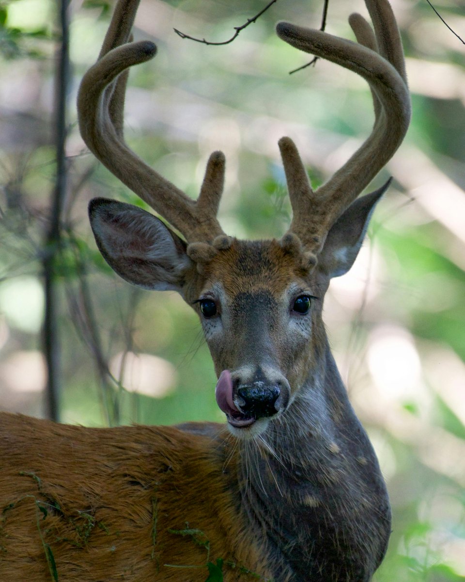 DID YOU KNOW: A whitetail can detect human scent up to a half-mile away thanks to up to 297 million olfactory receptors in its nose (compared to about 5 million in humans). Even more surprising: they can sort out individual smells simultaneously — meaning they can smell your