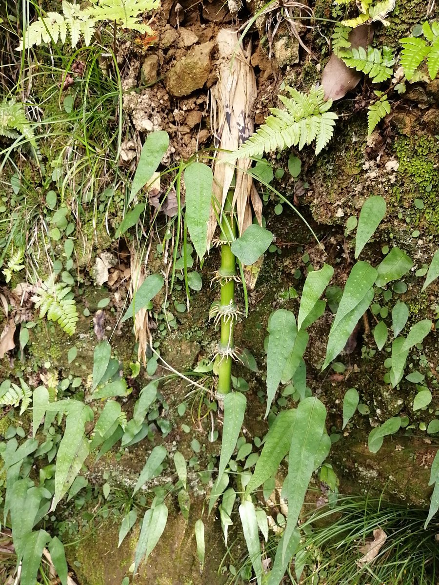 zoukimaple's tweet image. 竹の根っこ

竹の根って、こんな感じなんだなぁ。だいたいの植物も節から根を出すんだからこれも然りか(笑)

 #竹  #竹の根  #根っこ