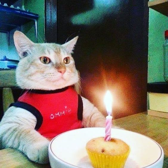 JP the Goat tweet media