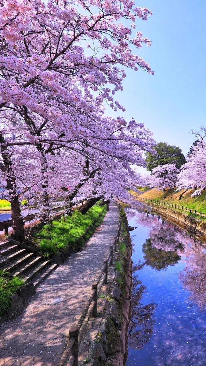 LoveSongs4Peace's tweet image. Sakura trees are in full bloom at the early springtime next to a small canal in Honshu, Japan ๐ฏ๐ต