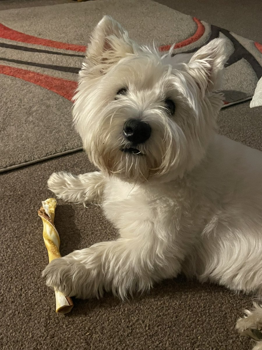 Why yoo disturbin me Muvver? Can’t  yoo see iz bizzy? #Westie #ZSHQ #Dogs