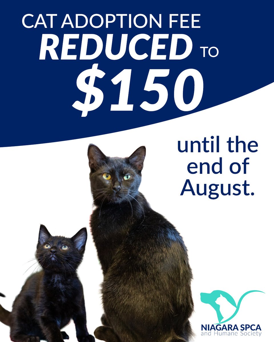 From now until the end of August, our cat adoption fee has been reduced to $150.