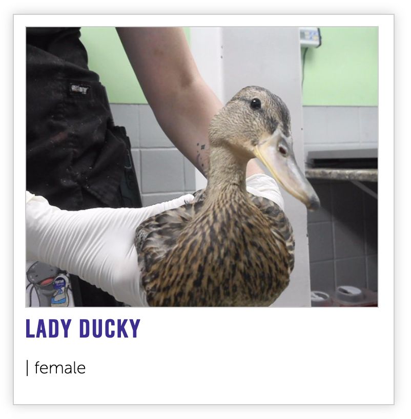 NEHumaneSociety's tweet image. oh please, Madame Quack was my mother. you can call me
