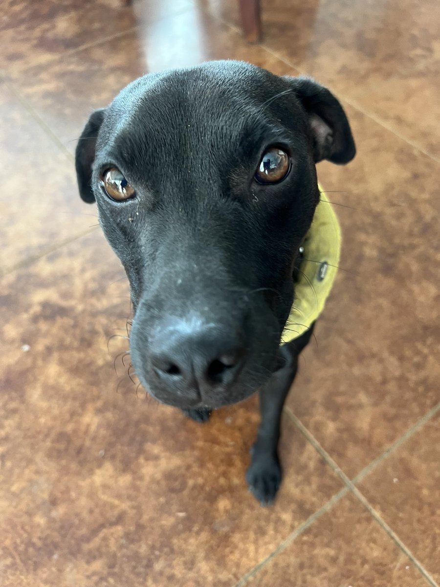 Riflemanscreed2's tweet image. I let Jett in to chill with me in the sunroom and cool off…
Don’t touch the paint, Jett… He touches the paint .. I can’t even be mad with his cute little face