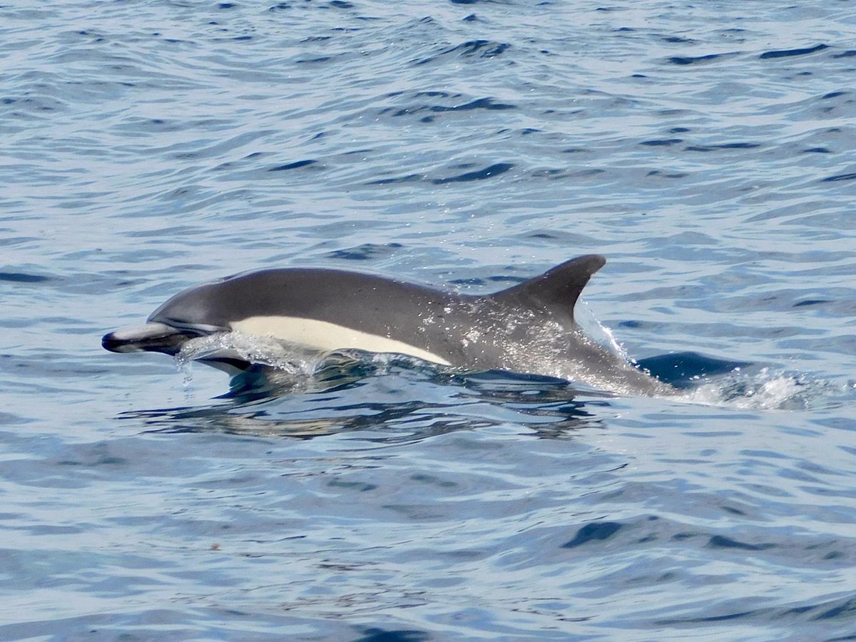 CCConservancy's tweet image. It’s #WorldWhaleAndDolphinDay 
Whales and dolphins are often spotted from Crystal Cove’s coast and they’re a key part of our marine STEM education programs.

Support ocean education at crystalcove.org
#OceanConservation #CrystalCoveConservancy