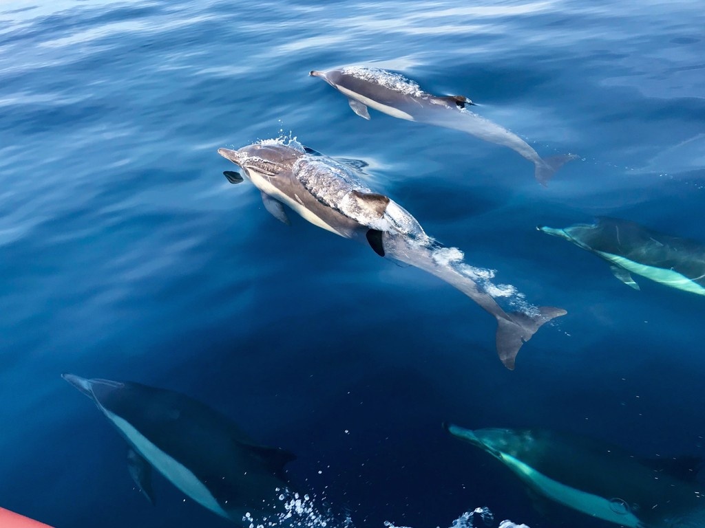 It’s #WorldWhaleAndDolphinDay 
Whales and dolphins are often spotted from Crystal Cove’s coast and they’re a key part of our marine STEM education programs.

Support ocean education at crystalcove.org
#OceanConservation #CrystalCoveConservancy
