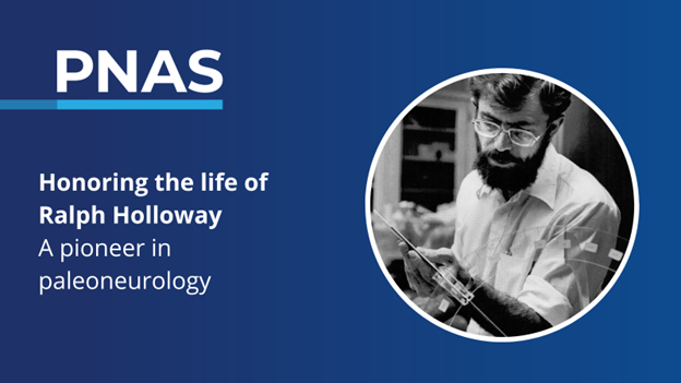 PNASNews's tweet image. Remembering Ralph Holloway (1935–2025), a pioneering paleoneurologist whose work, from latex endocasts to 3D modeling, continues to shape how we study the human brain. Read the PNAS Retrospective: ow.ly/poZa50Wu7Uu