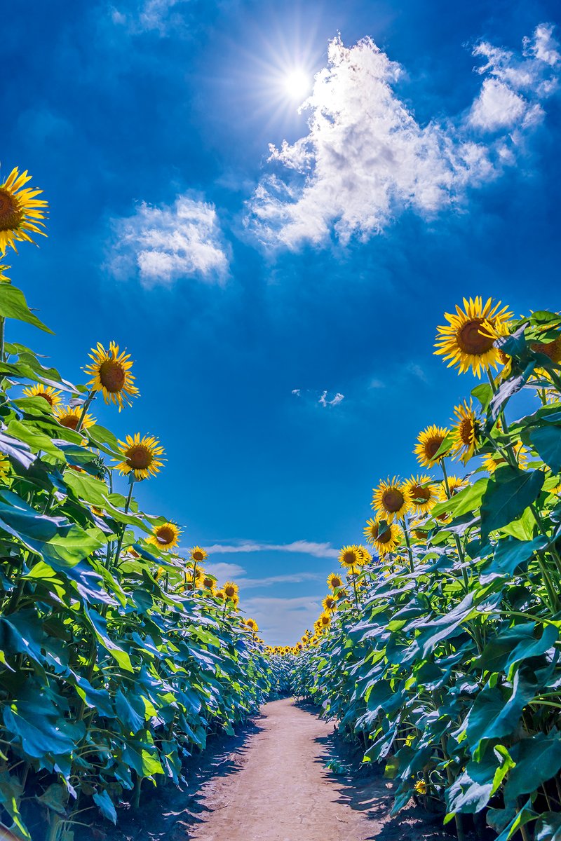 bakusan9604's tweet image. とにかく暑かった🥵
2025.07.21 14:19:08
ひまわり畑(栃木県野木町)