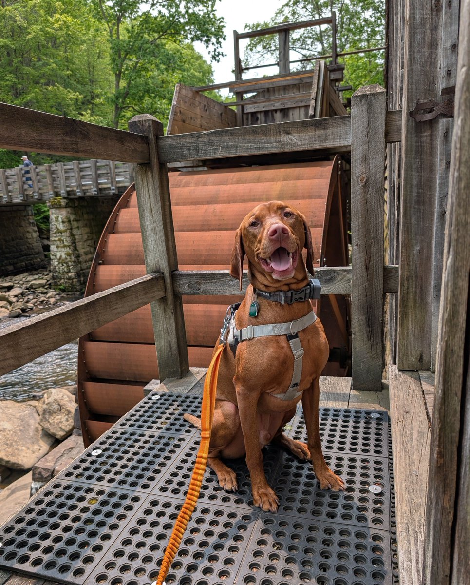 Intrepid Pup (@intrepidpup) on Twitter photo π Babcock State Park in Clifftop is your #WITWW location! This picturesque, dog-friendly destination is one of West Virginia's 36 state parks but also happens to be located just 20 miles from the New River Gorge Bridge and the national park and preserve.
<a href="/WVStateParks/">WV State Parks</a> #vizsla π Babcock State Park in Clifftop is your #WITWW location! This picturesque, dog-friendly destination is one of West Virginia's 36 state parks but also happens to be located just 20 miles from the New River Gorge Bridge and the national park and preserve.
<a href="/WVStateParks/">WV State Parks</a> #vizsla