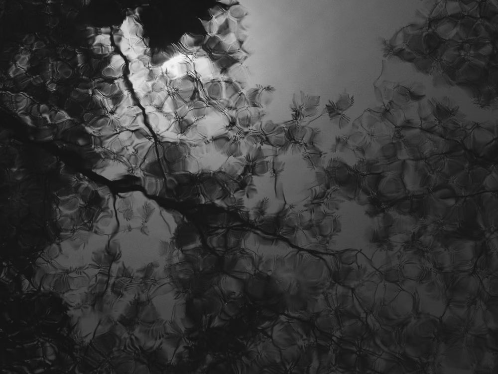 CARDELUCCI's tweet image. Plate 8, Morning Canyon Creek