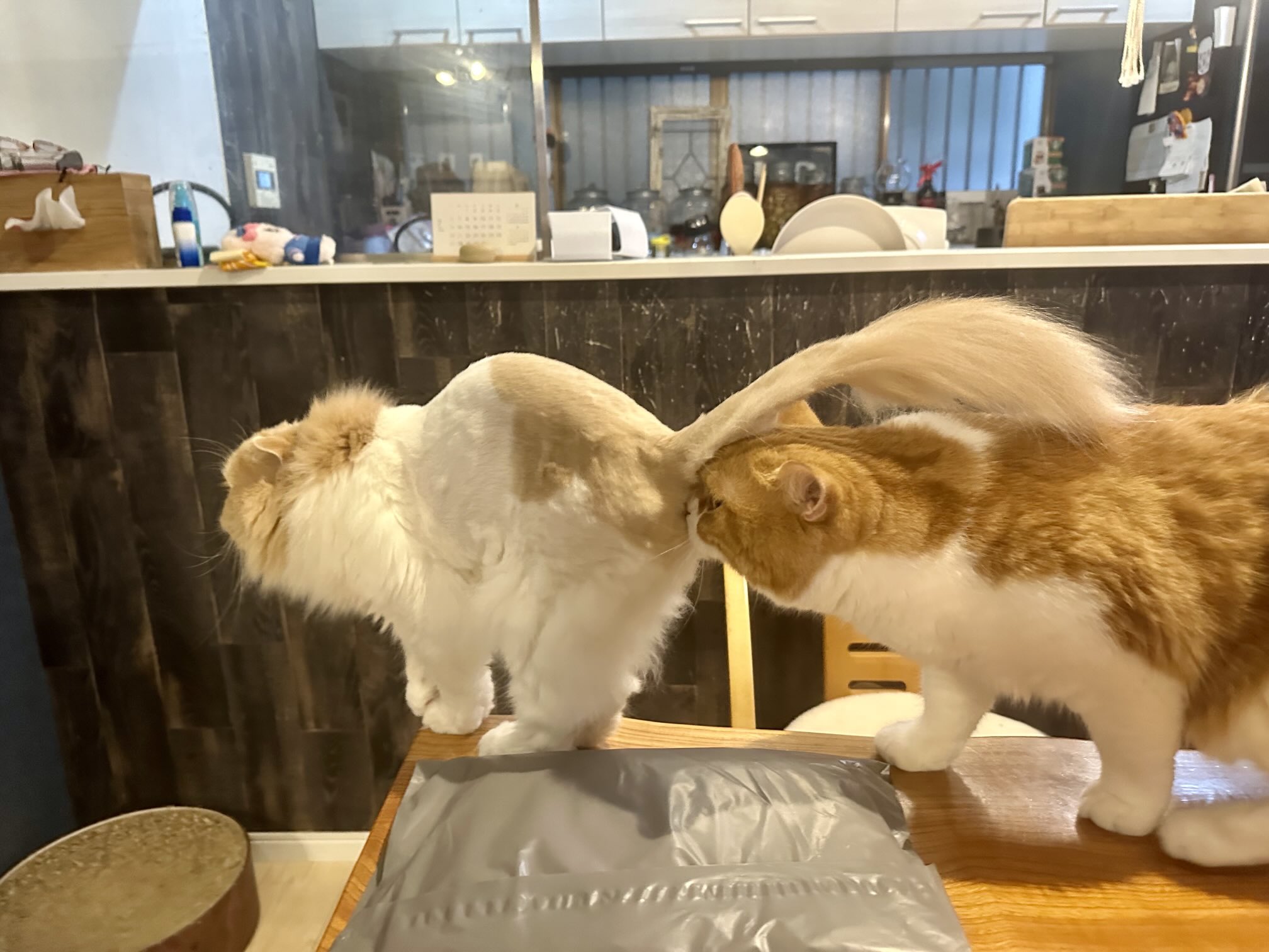 関西の猫好きさん専用 91551-10-