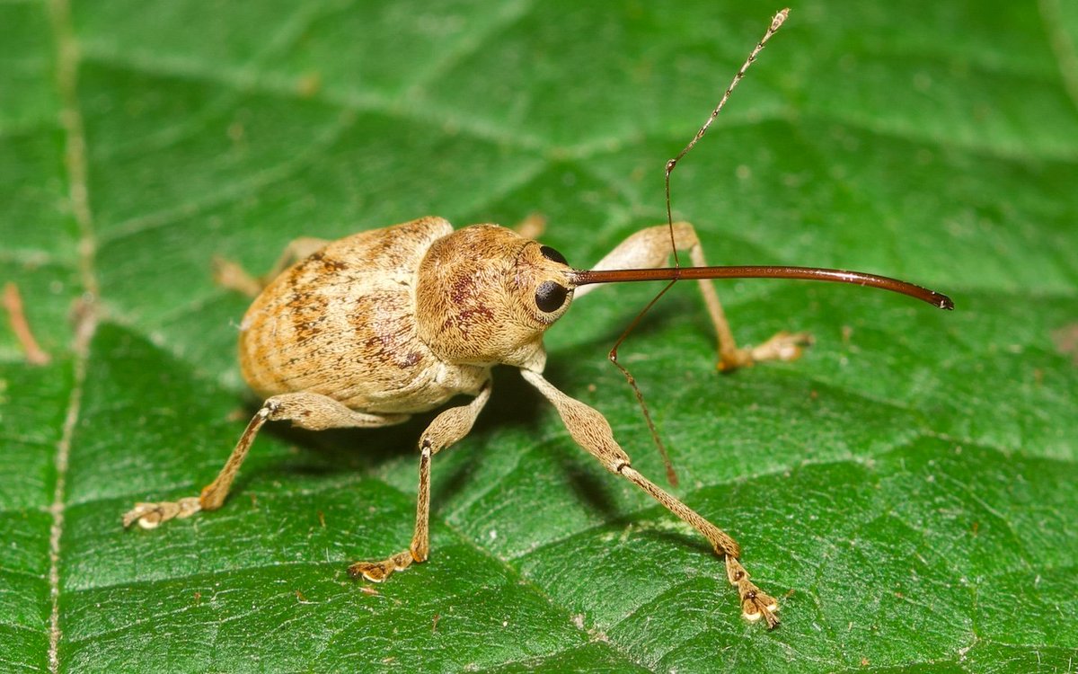 Esskastanienbohrer (Curculio elephas) (det. Michael Stern), Sehnde Garten, 18.7.2025

Dieses recht putzig aussehende Weibchen einer ursprünglich in Südeuropa beheimateten Art ist wie man sieht mittlerweile auch in Niedersachsen aufgekommen.