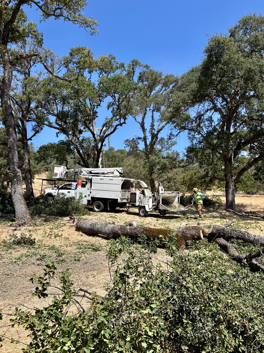TwinCities_Tree's tweet image. We don’t just trim trees, we clean up too. 🌳💪
Our crew leaves every property better than we found it.
Call Twin Cities Tree Service for a FREE estimate today: (530) 755-1067
#TreeCare #YubaCity #TwinCitiesTreeService #CleanupCrew #TreeTrimming