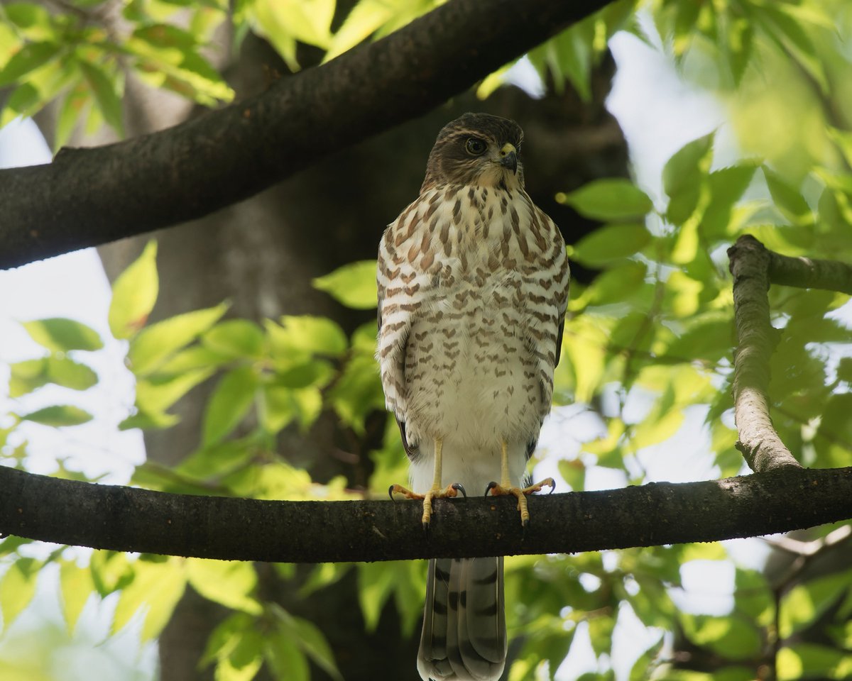 PKawaseml's tweet image. おはようございます☀️
❤️マークいっぱいなご近所公園のツミさんです🐥
今季無事に巣立ったのは2羽でした😊
#とりかわいいね
