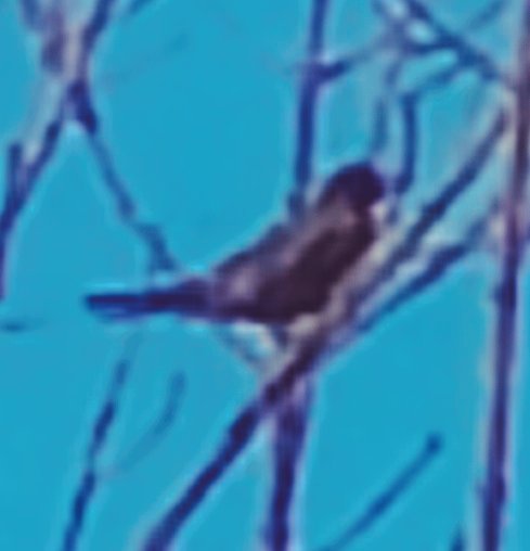 iamaethelwulf's tweet image. Today, I witnessed something quietly remarkable.
A falcon came sweeping down from the sky, swift and silent, like a shadow cast by something far older and fiercer. It struck at a lone sparrow on the ground, aiming to end its life in a single, brutal moment just as the predators…
