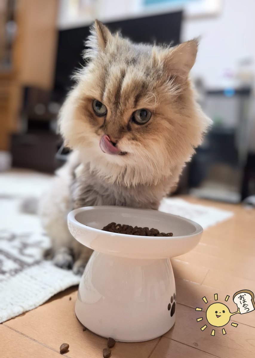 FrancesKingdom's tweet image. おはにゃん☀️
今朝のご飯は、おいしいにゃ💓
新しいの開けたよね?
香りが違うにゃ
今日もよろちくね🐈️
#チンチラゴールデン
